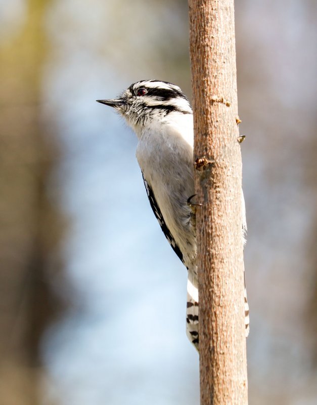 downy-woodpecker-perching.jpg