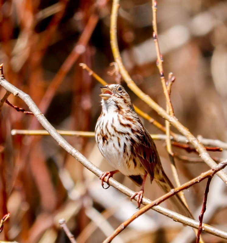 song-sparrow-singing.jpg