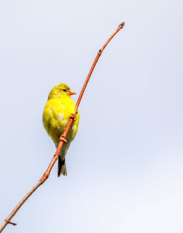 goldfinch-perching.jpg