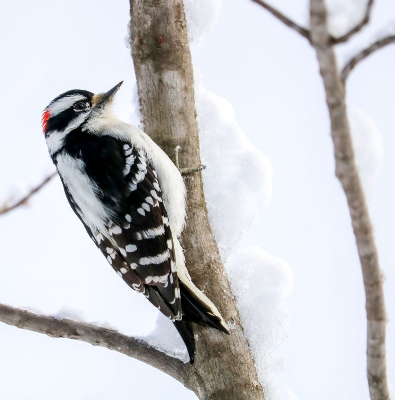 male-downy-woodpecker-snow.jpg