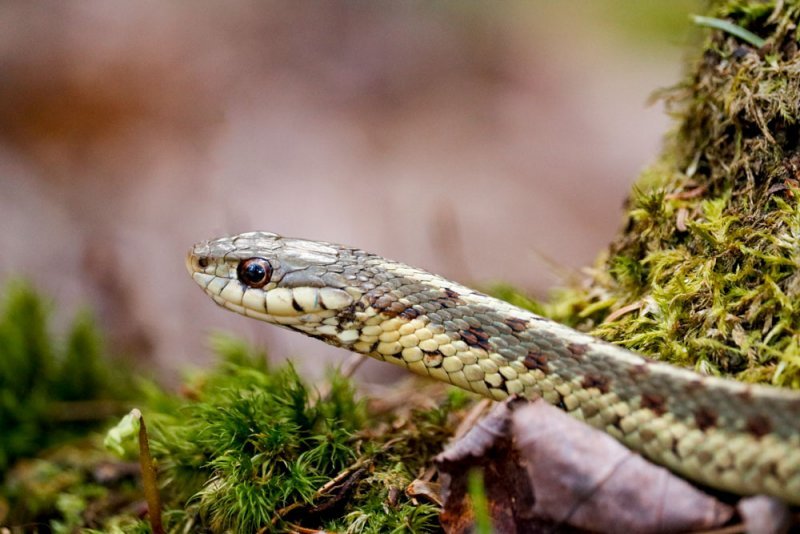 garter-snake.jpg