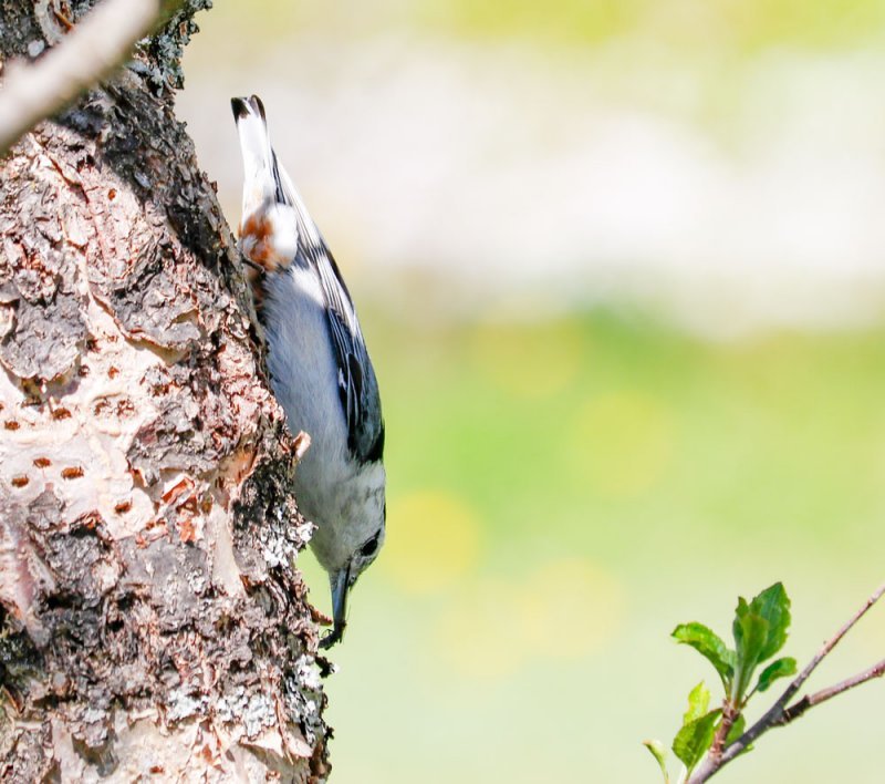 nuthatch-insect.jpg
