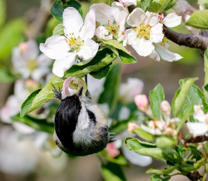 chickadee-spring-blossoms.jpg