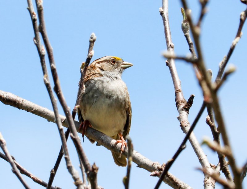 sparrow-spring.jpg