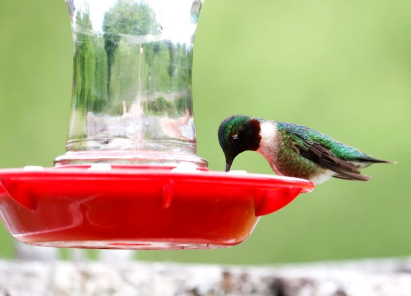 male-hummingbird-feeder.jpg