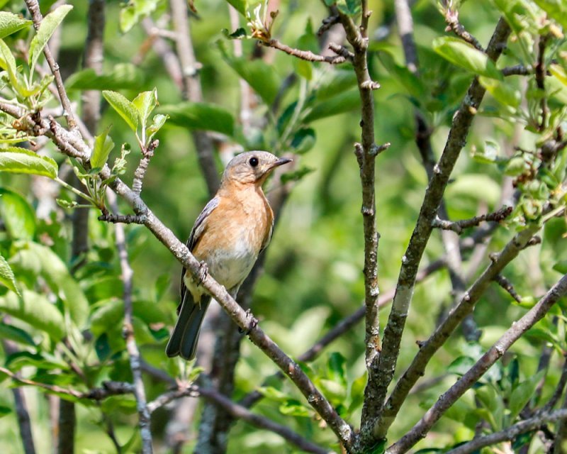 female-eastern-bluebird.jpg