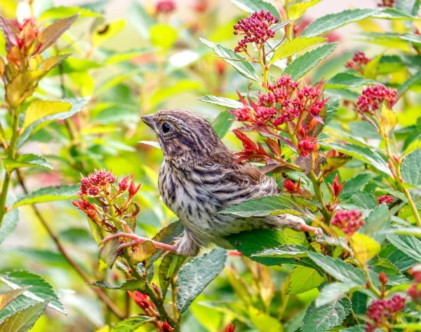 song-sparrow-fledgling.jpg