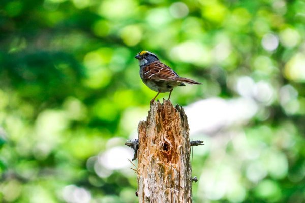 sparrow-perching.jpg