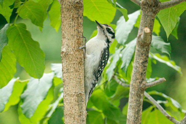 juvenile-woodpecker.jpg