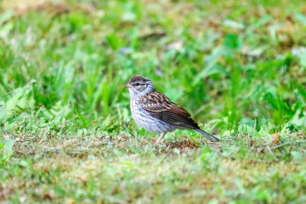 chipping-sparrow-fledgling.jpg