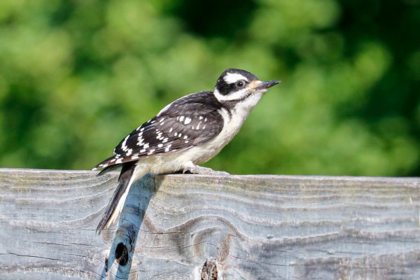 hairy-woodpecker-fledgling.jpg