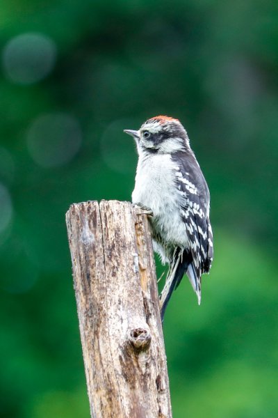 summer-woodpecker.jpg