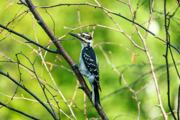 juvenile-hairy-woodpecker.jpg