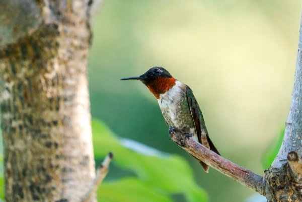 hummingbird-ash.jpg