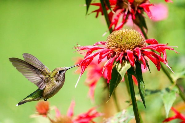 hummingbird-balm.jpg