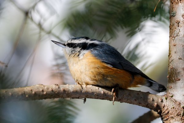 nuthatch-pine-branches.jpg