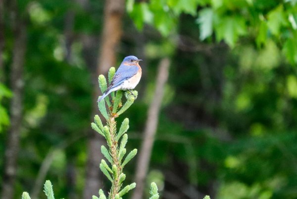 bluebird-pine.jpg