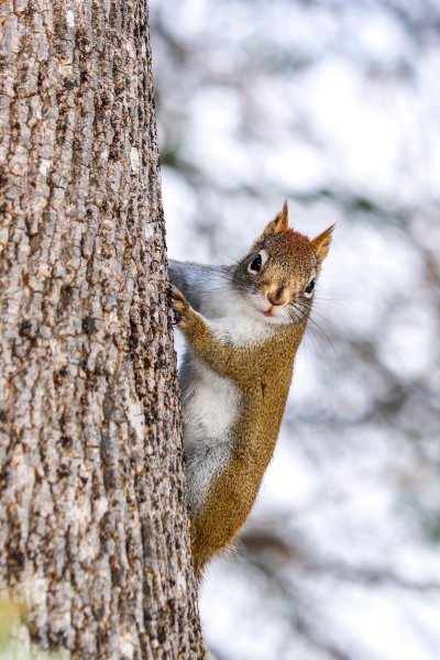 squirrel-tree.jpg