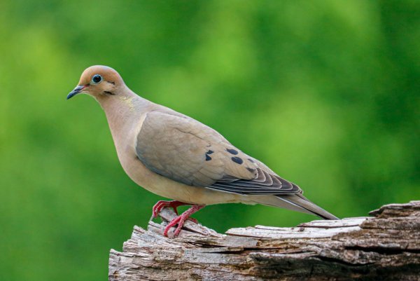 mourning-dove-summer.jpg