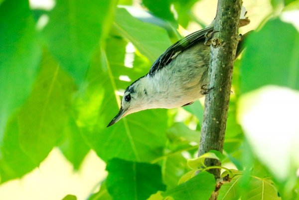 young-nuthatch.jpg