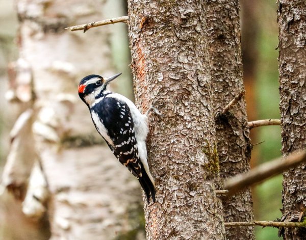 hairy-woodpecker-woods.jpg