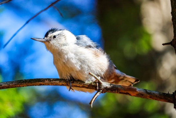 puffed-out-nuthatch.jpg