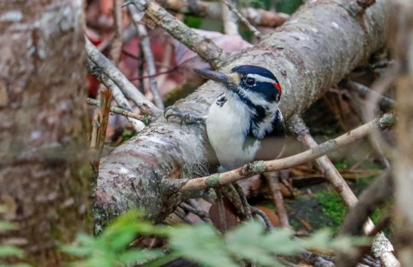 hairy-woodpecker-perching.jpg