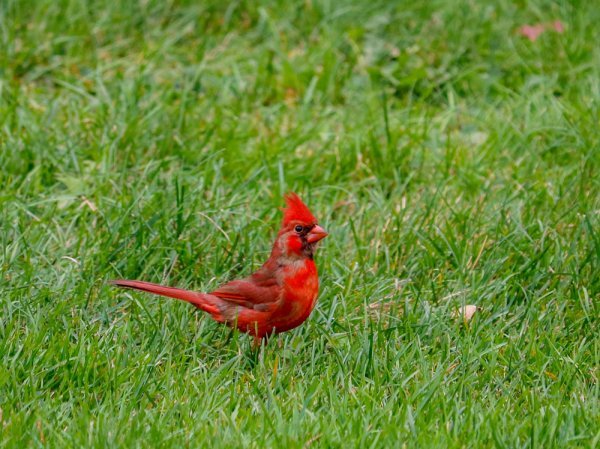 cardinal-grass.jpg