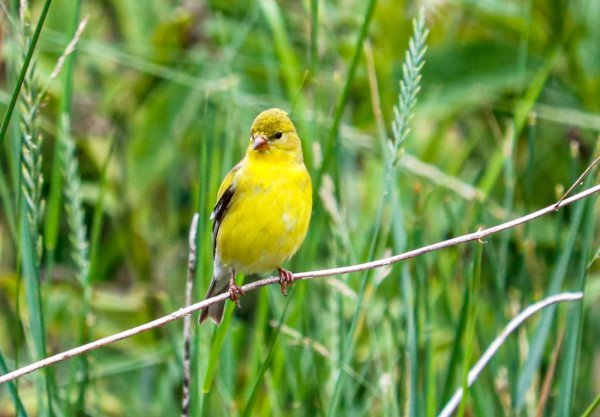 goldfinch-grass.jpg