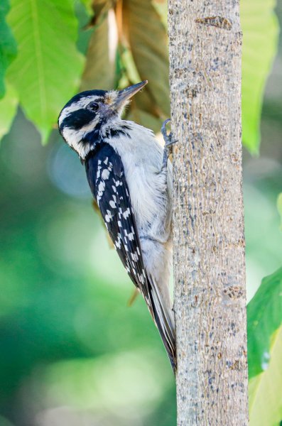 young-woodpecker.jpg