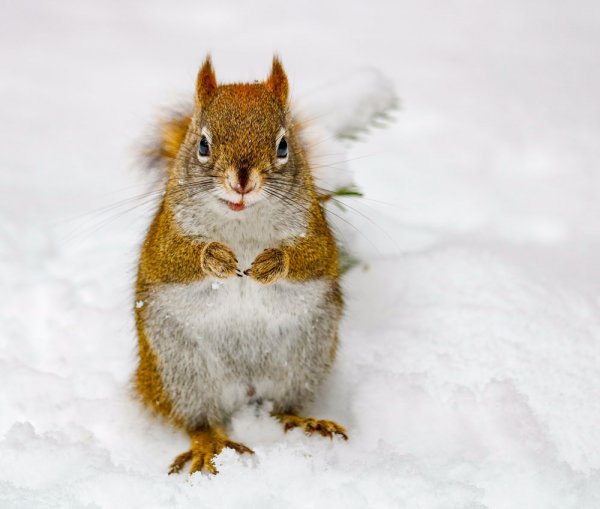 snow-squirrel.jpg