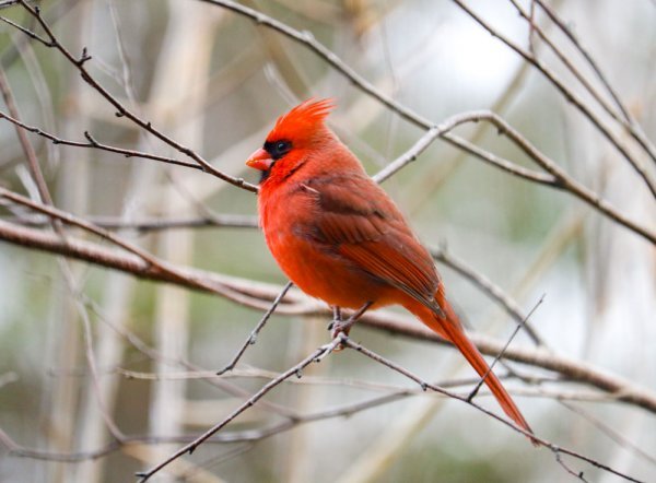 cardinal-molting.jpg