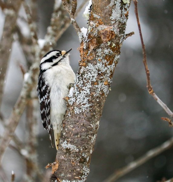 woodpecker-snow.jpg