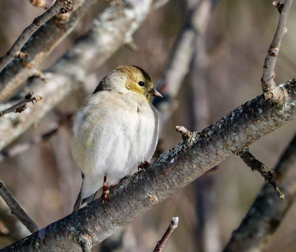 winter-apple-goldfinch.jpg