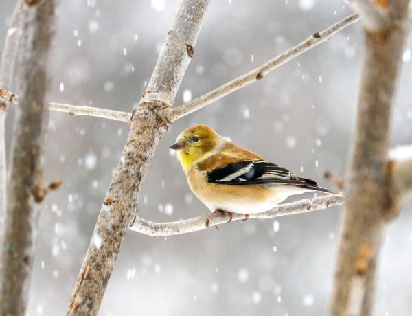 goldfinch-snow.jpg