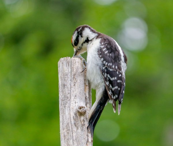 woodpecker-juvenile.jpg