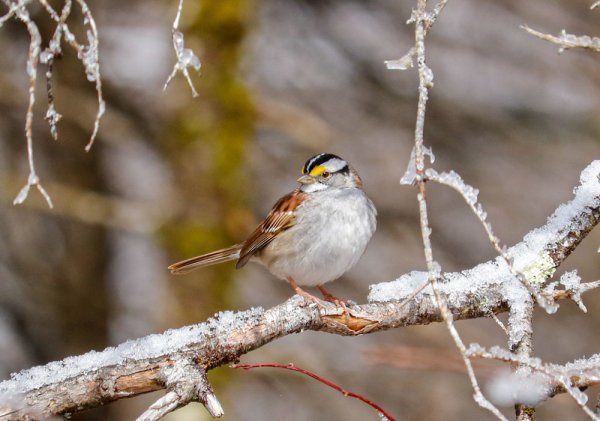 sparrow-snow.jpg