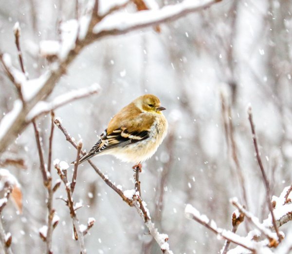 snow-goldfinch.jpg