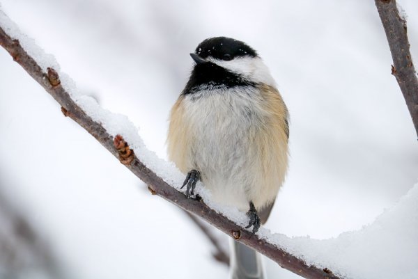snow-winter-chickadee.jpg