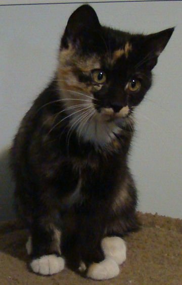 tortie frnt sitting looking left and out 10-24-22.jpg