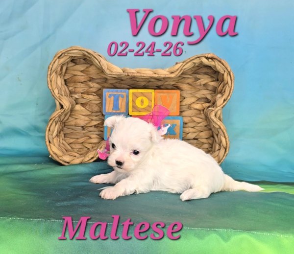 Screenshot_20260331_150952_Video Player.jpg