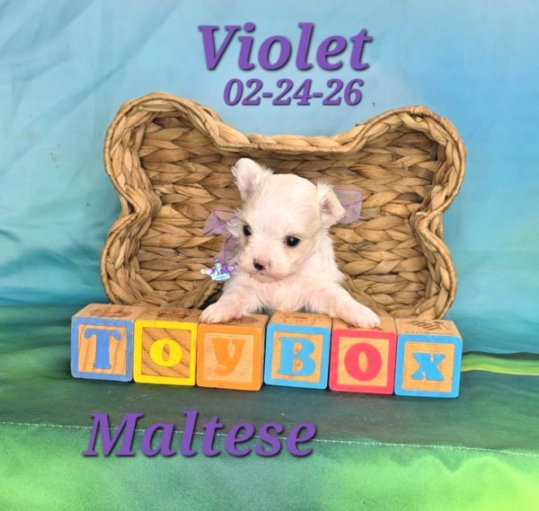 Screenshot_20260331_150758_Video Player.jpg