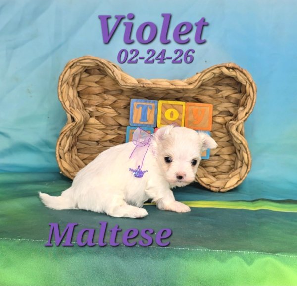 Screenshot_20260331_150852_Video Player.jpg