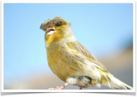 canary-crested__.png