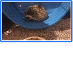 Hedgehog 2.png