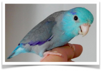 Blue parrotlet for Sale. jpg.png