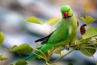 Green_Indian_Rigneck_parrot.jpg