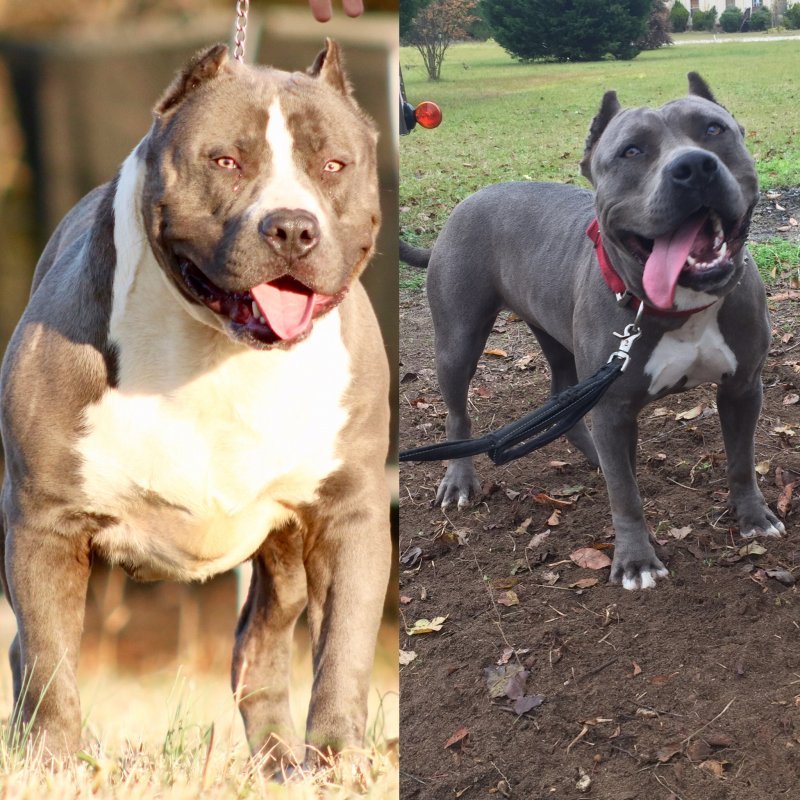 XXL American Bullies for Sale in South