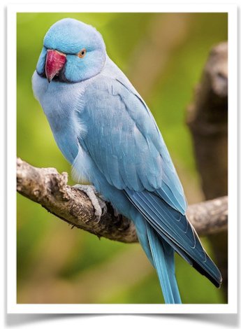 Blue_Indian_Ringneck_Parakeets_for_sale_-_pet_birds_for_sale_-_www.thefinchfarm.com__12222.150...jpg