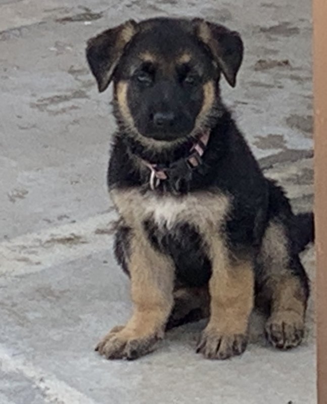 Female Puppy 7-30-2019.jpg